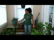 Picture of Thirsty Light on Garden Girl TV