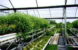 Show details for Cultivate Herbs and Savor the Returns
